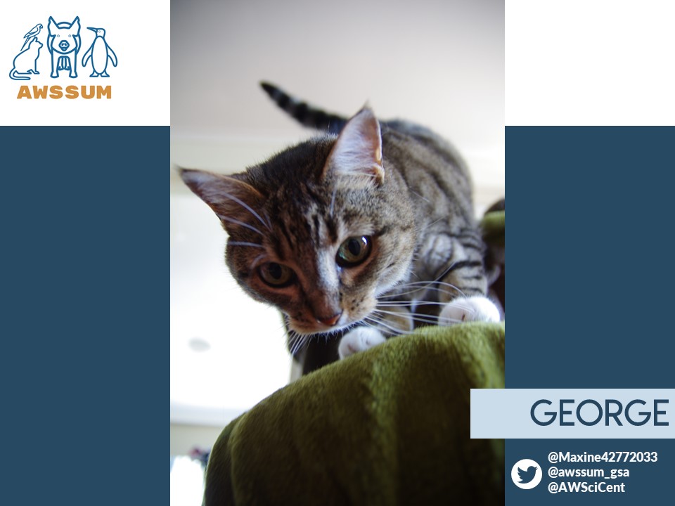 awssum_gsa's tweet photo. Max's George is very determined to take charge of the "mouse" in the home office, but apparently operates under different work ethics to Max's other AWSSUM colleagues.... #AusUniPetWars #petsofAWSSUM #petsofunimelb #stayathome https://t.co/XY2DzdjloU