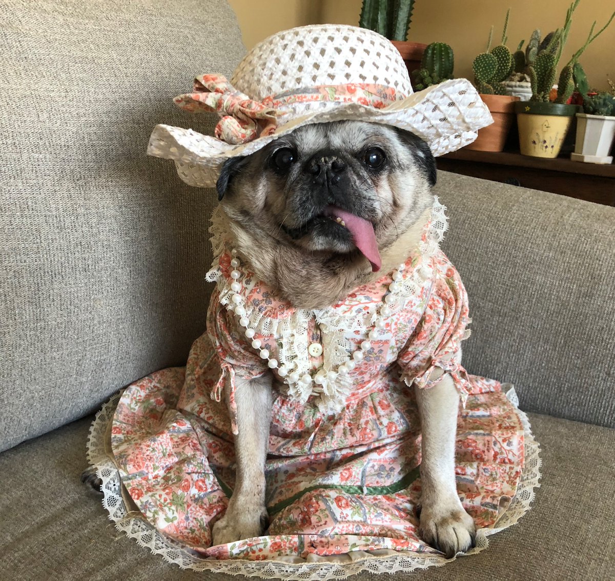 CBPost_Sharon's tweet photo. Model Gertie is asking #twitter which look you prefer #FashionWeek, 'Simple Country Pretty,' or 'Ready for the City!' Gertie reminds the ladies regardless of your look, don't forget to dig out those #pearls!😁❤️#FridayFeeling   #staysafe #StayHome #model #fashion #dogsoftwitter https://t.co/T9RoKuVbgu