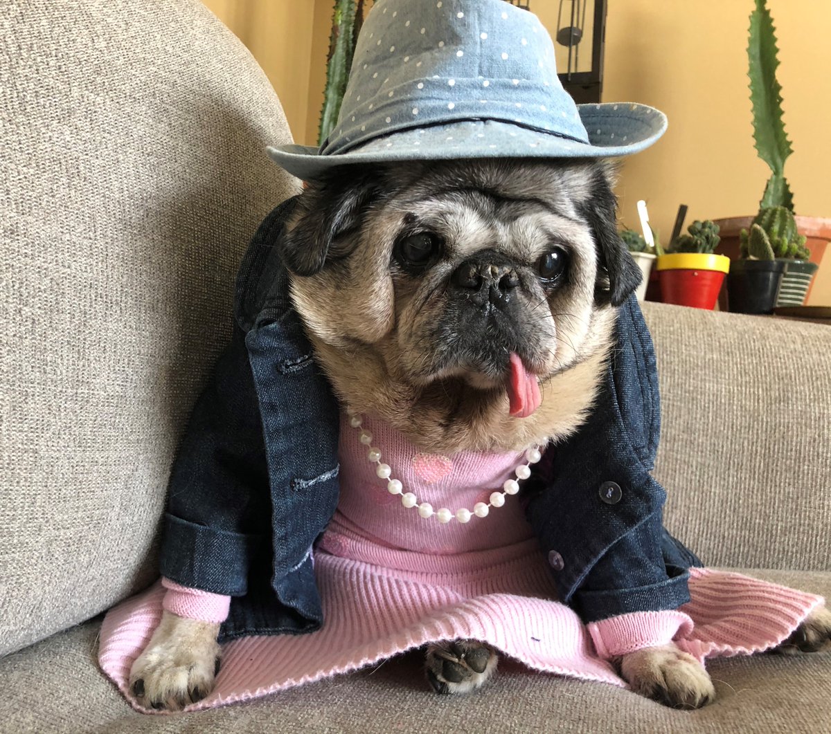 CBPost_Sharon's tweet photo. Model Gertie is asking #twitter which look you prefer #FashionWeek, 'Simple Country Pretty,' or 'Ready for the City!' Gertie reminds the ladies regardless of your look, don't forget to dig out those #pearls!😁❤️#FridayFeeling   #staysafe #StayHome #model #fashion #dogsoftwitter https://t.co/T9RoKuVbgu