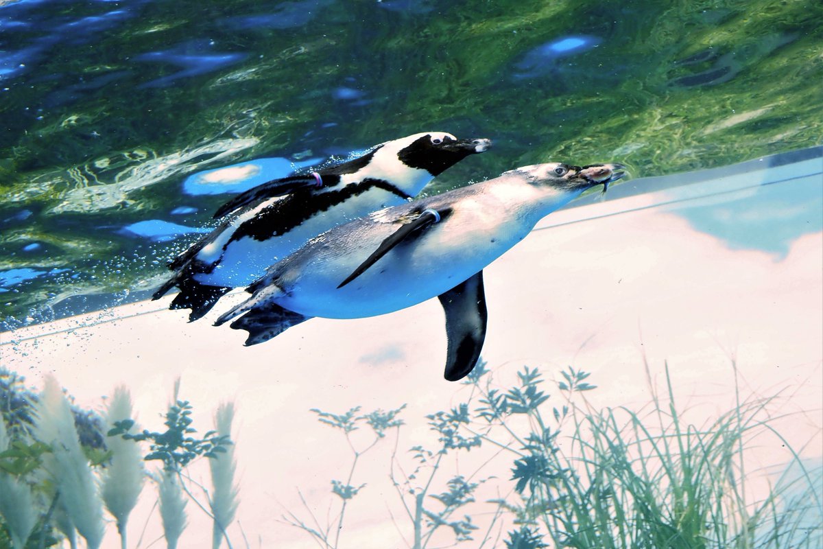 わ～🥺仲良く並んで泳いでる～😳 と思いながら撮影していたけど、家