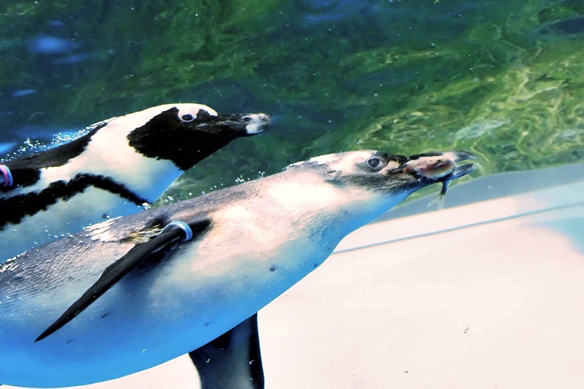 わ～🥺仲良く並んで泳いでる～😳 と思いながら撮影していたけど、家