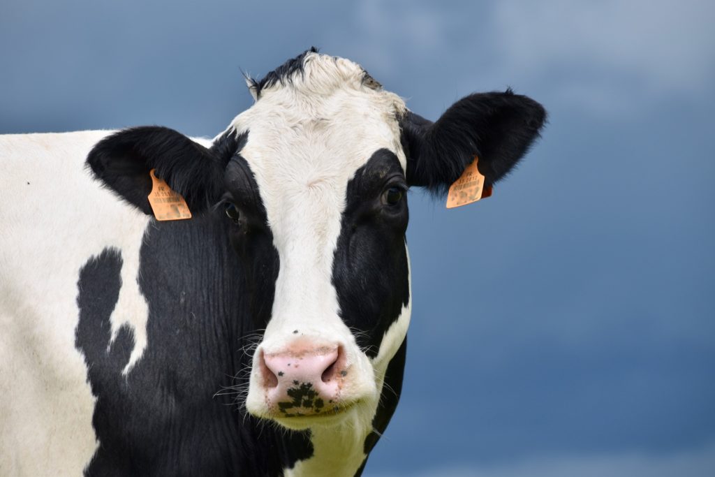 Biovet_'s tweet image. Alquerfeed Antitox for all species and productive aptitudes

#mycotoxinbinder #animalnutrition

biovet-alquermes.com/en/2020/03/23/…