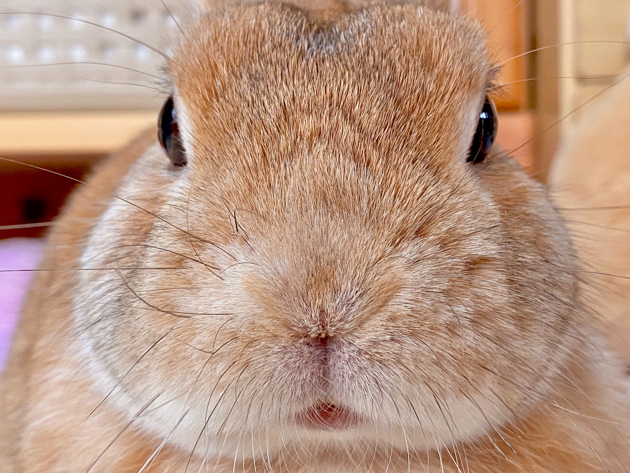 うさぎのラン ㅅ お鼻見 最高の場所取りした W お鼻見 お鼻でお花見 うさぎ ラン T Co Cbgn8wsfbo Twitter