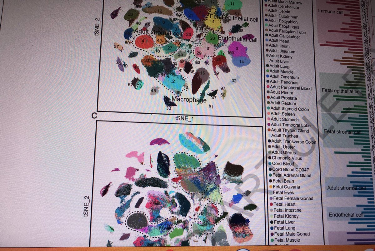 asharmaiisc's tweet photo. Week-2 #WorkFromHome & in this week’s #beerreview @Justine_SJW @rheapai1 & myself discussed Guoji Guo & co’s ‘Construction of a human cell landscape at single-cell level’. We also had guest entry @armish1910 to discuss about fetal atlas! https://t.co/Vus4UxmDVo #ShowMustGoOnline https://t.co/cB9hMSmtf8