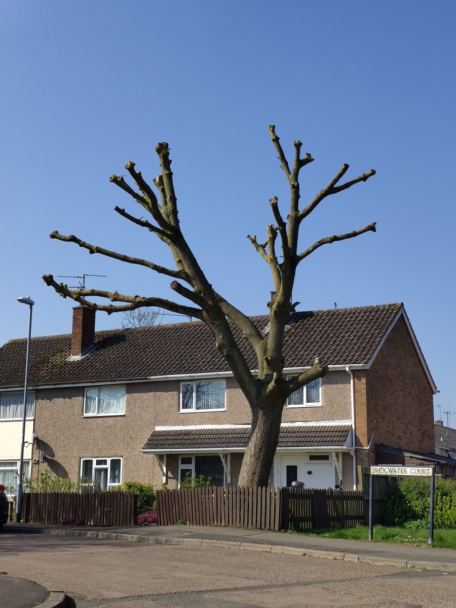 shit_tree's tweet image. What the shitting hell is that. Corby UK