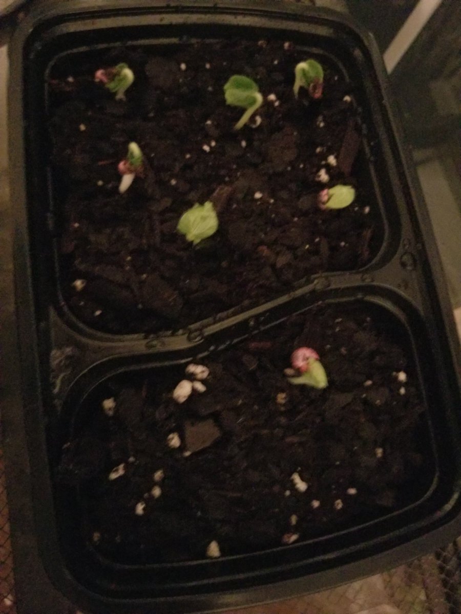 BeverlyAtsma's tweet photo. Mrs. Atsma's STEAM garden is starting to sprout! @OGESeagles @OakGroveSTEAM @mgrant_ils https://t.co/Q6AbvnD89v