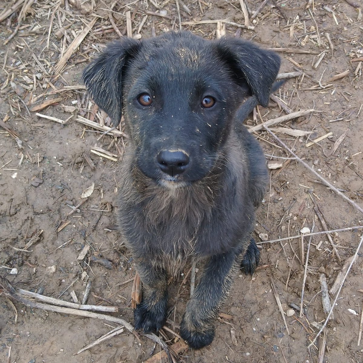 catchintalesbg's tweet photo. Love this little man. Clive is one of the Hi-De-Hi pups at @streetheartsbg and is such an inquisitive, sweet boy. The snow has melted and there is mud everywhere - mostly all over Clive it seems! #adoptdontshop #rescueismyfavouritebreed #animalrescue #muckydog #puppy #dogrescue https://t.co/PBShhvzJU4