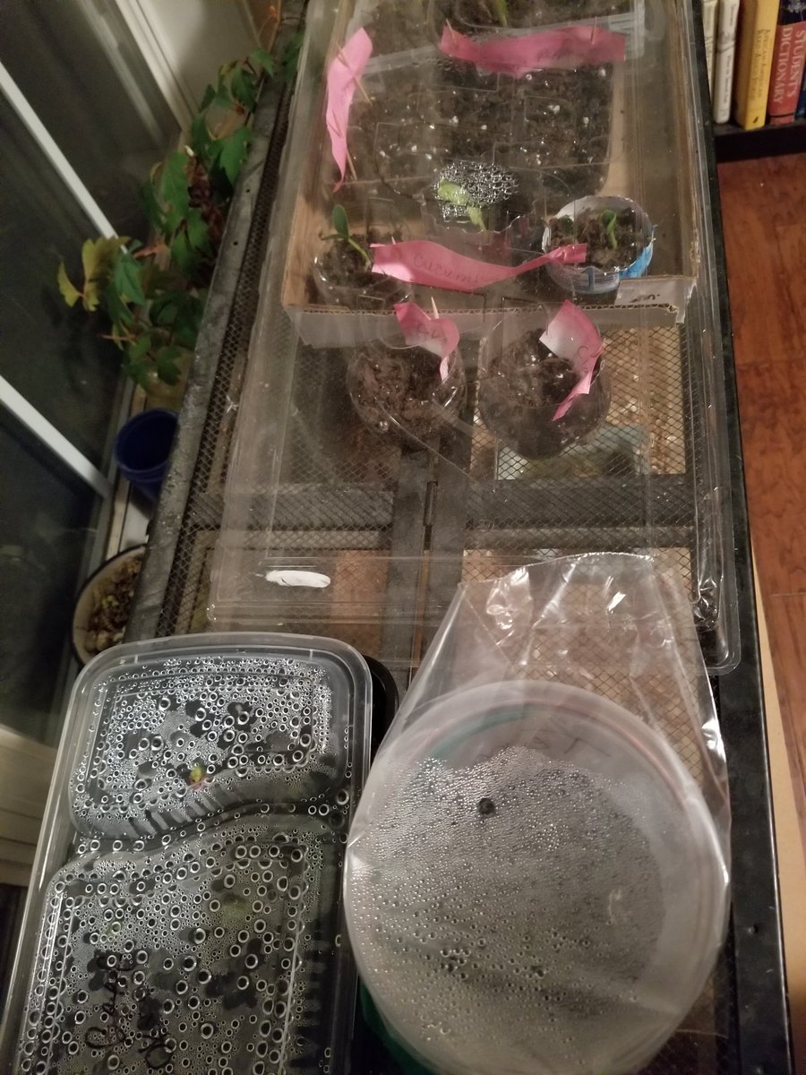 BeverlyAtsma's tweet photo. Mrs. Atsma's STEAM garden is starting to sprout! @OGESeagles @OakGroveSTEAM @mgrant_ils https://t.co/Q6AbvnD89v