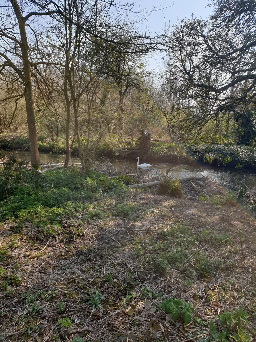 twranger's tweet photo. Ruby and I have been litter picking and doing on site stuff making sure everything is safe this week keeping @nationaltrust London countryside property @MordenHallPkNT looking litter free and looking good with some of our local dog walkers #ntpets. Plus spring is nearly here. https://t.co/d0Q0zNOZ1E