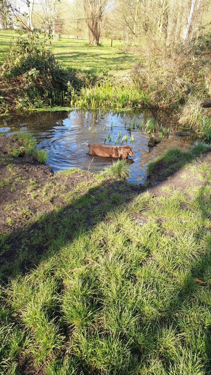 twranger's tweet photo. Ruby and I have been litter picking and doing on site stuff making sure everything is safe this week keeping @nationaltrust London countryside property @MordenHallPkNT looking litter free and looking good with some of our local dog walkers #ntpets. Plus spring is nearly here. https://t.co/d0Q0zNOZ1E