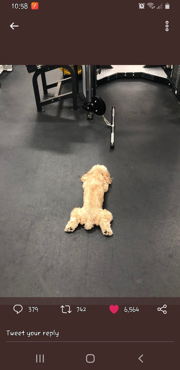 Has everyone seen this pic of Roman's dog?? "Cute" doesn't even BEGIN to cover it! #littledog
On a side note, sad that Roman has pulled out of Mania. Will miss him, but 10000% understand. He'll be back when this is over!