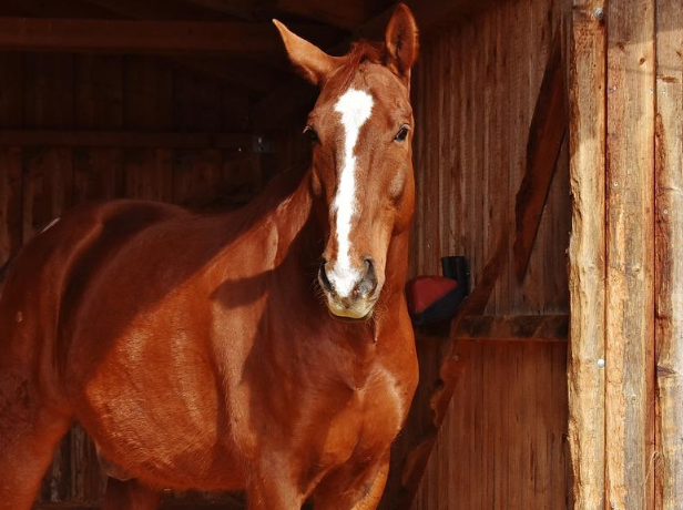 ¿Sabías que...? Los #caballos necesitan moverte por la motilidad de su sistema digestivo para que el balanceo de sus órganos ayude a mover los alimentos ingeridos.