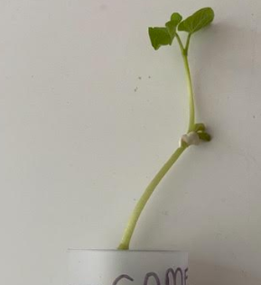 StMargsBushey's tweet image. Year 8 are studying plant reproduction this term. 8H have been sending in photos of the bean seeds they have been germinating over the last 2 weeks. Well done! 🌱🌿👏😀#biology #welovethesciences #learningremotely #stmargaretsbushey