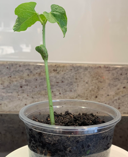 StMargsBushey's tweet image. Year 8 are studying plant reproduction this term. 8H have been sending in photos of the bean seeds they have been germinating over the last 2 weeks. Well done! 🌱🌿👏😀#biology #welovethesciences #learningremotely #stmargaretsbushey