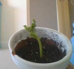 StMargsBushey's tweet image. Year 8 are studying plant reproduction this term. 8H have been sending in photos of the bean seeds they have been germinating over the last 2 weeks. Well done! 🌱🌿👏😀#biology #welovethesciences #learningremotely #stmargaretsbushey