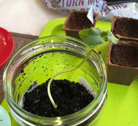 StMargsBushey's tweet image. Year 8 are studying plant reproduction this term. 8H have been sending in photos of the bean seeds they have been germinating over the last 2 weeks. Well done! 🌱🌿👏😀#biology #welovethesciences #learningremotely #stmargaretsbushey