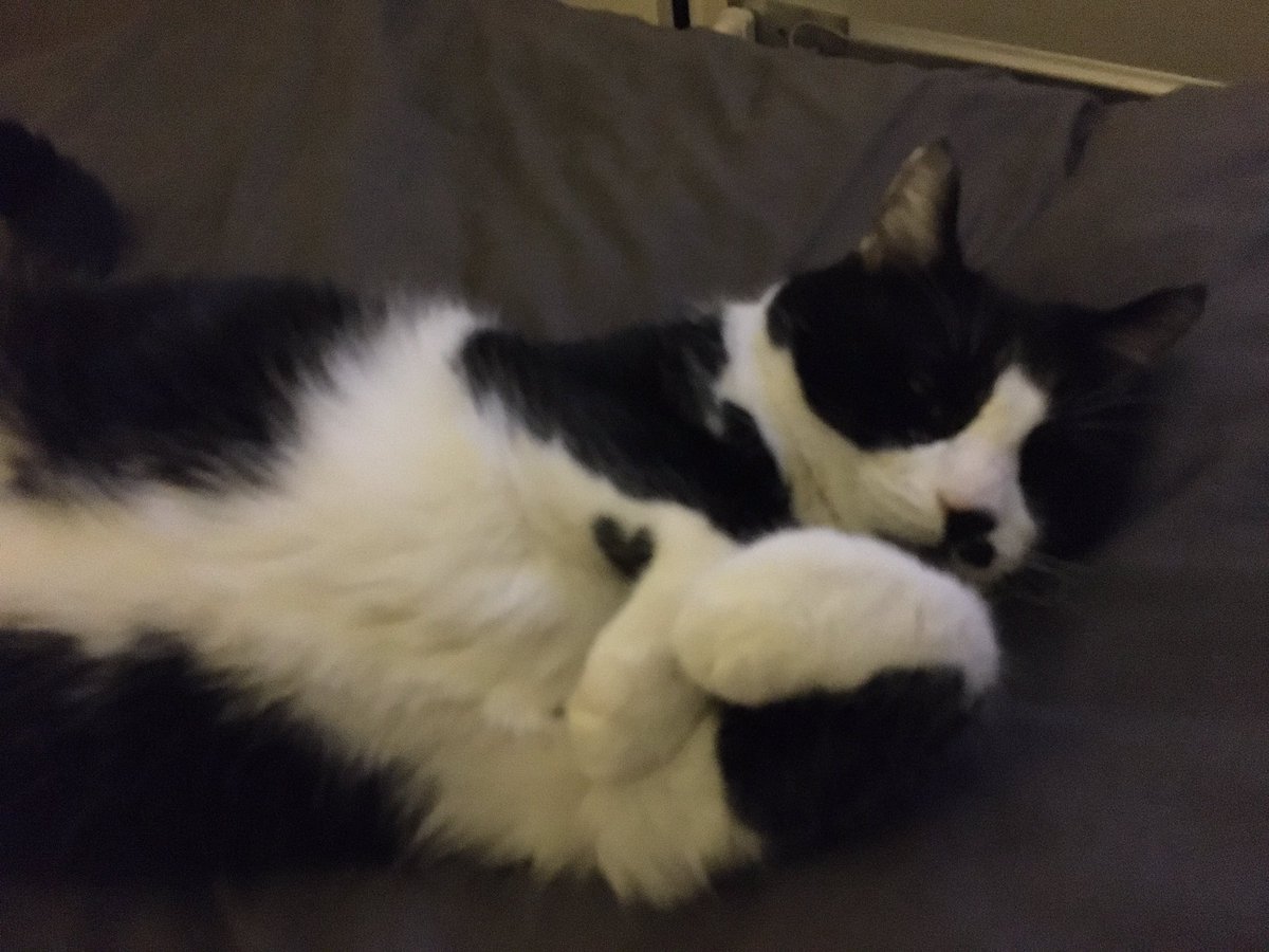 MoustacheFu's tweet photo. Bien confiné https://t.co/0dcIdx9P1I