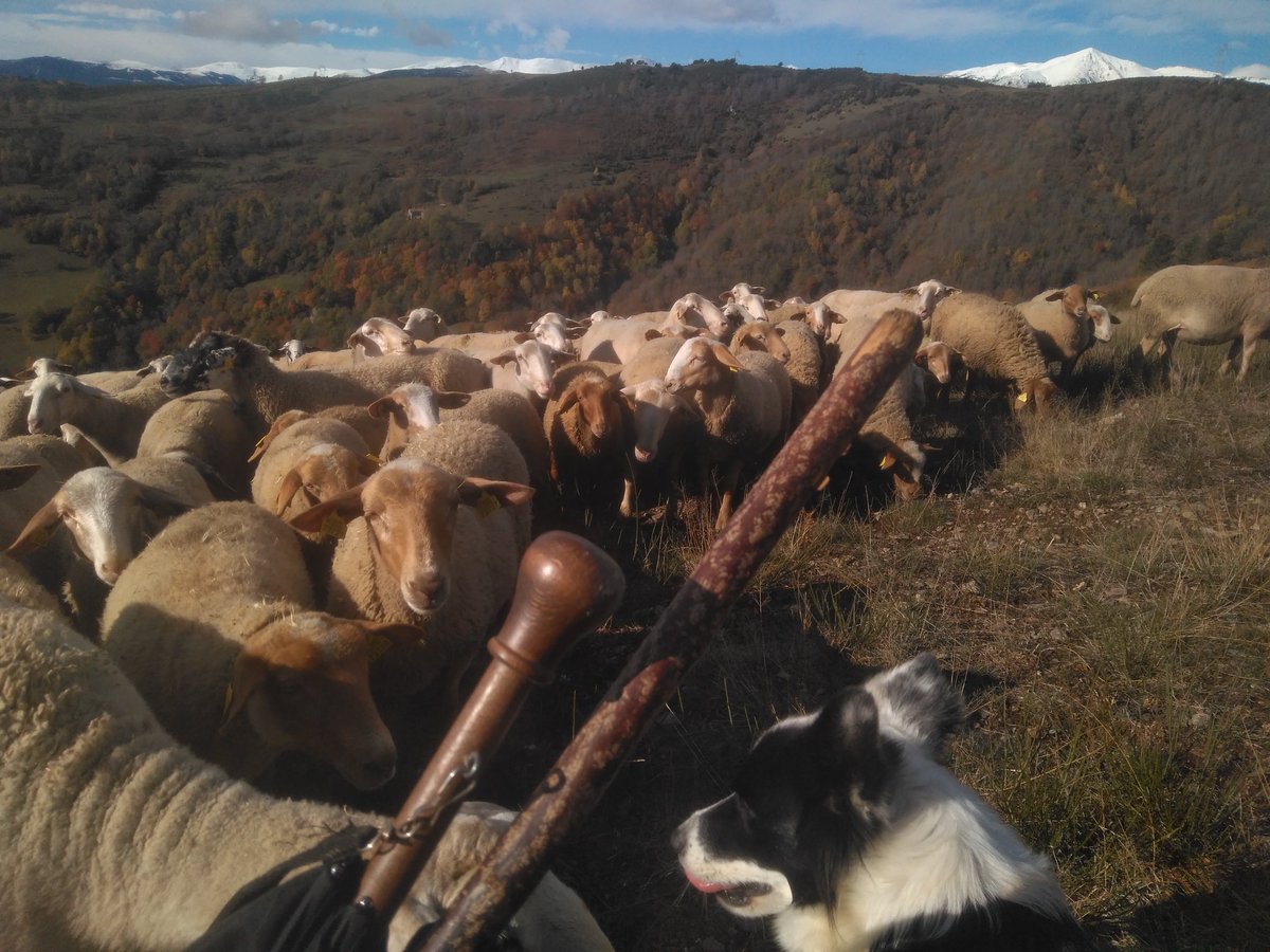 xaiecologic's tweet photo. Aquesta setmana, les vendes de xai   a Catalunya s'han reduït un 90%.
A un llogarret del nord, resistim a l'enfosament dels nostres canals habituals de comercialització.
Sigueu partíceps de #laroda 
Xai de la Capallera
Embotit de Can Blanch
665650749 servei de missatgeria a casa! https://t.co/qjYdmF2Whh