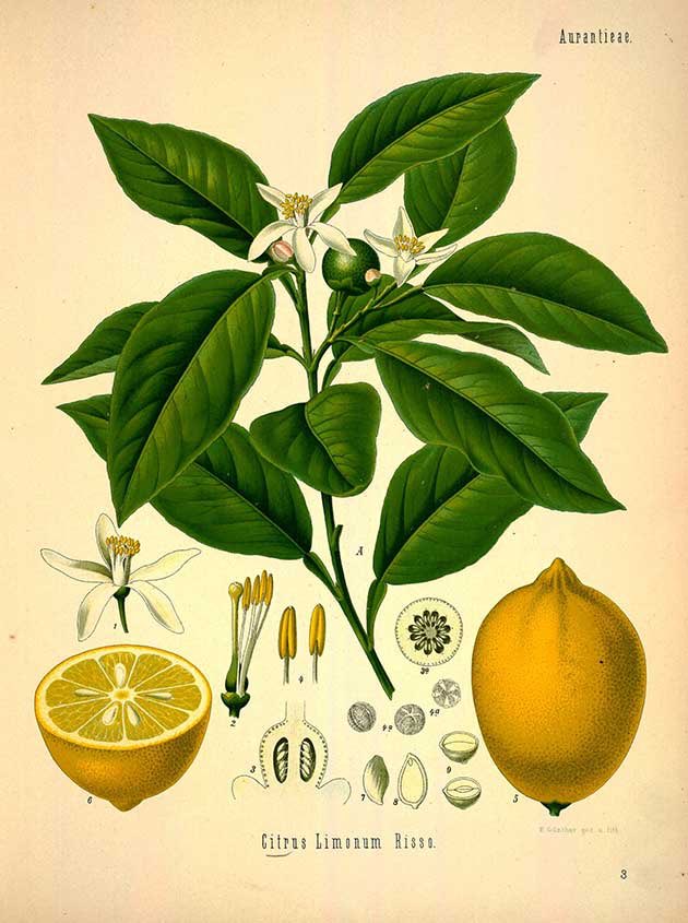 designtemple's tweet photo. Simple Immunity boosters from Nature’s Bounty.

1. Lemon - Citrus Limon.
Best has in warm water as your morning drink. Image-Kohler Medizinal Planzen

#wundergarden #covid_19 #indianherbs #medicinalherbs  #staystrong #staysafe #stayinspired #designtemple #gooddesignisgoodliving https://t.co/2f3es1zkY1