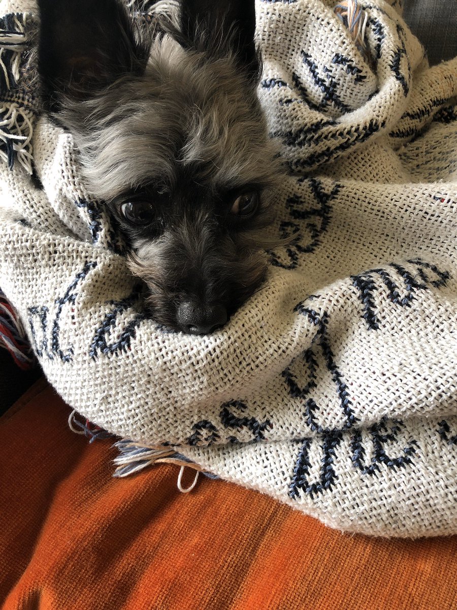 corkedvirginia's tweet photo. @VABVOX #Bert #DaFuzz Happy Birthday! https://t.co/1Q3wrfFHNy