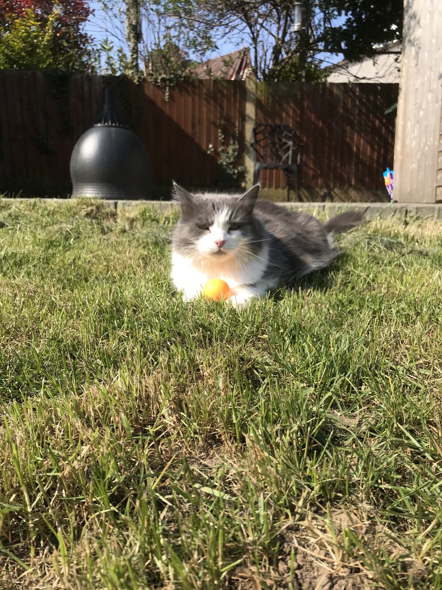 Yes! It is I! In the garden with my ping pong ball.
Anyone who tries to get it off me will need nerves of steel and a pair of gloves.
Bring it on. https://t.co/q6KXDMOBMD
