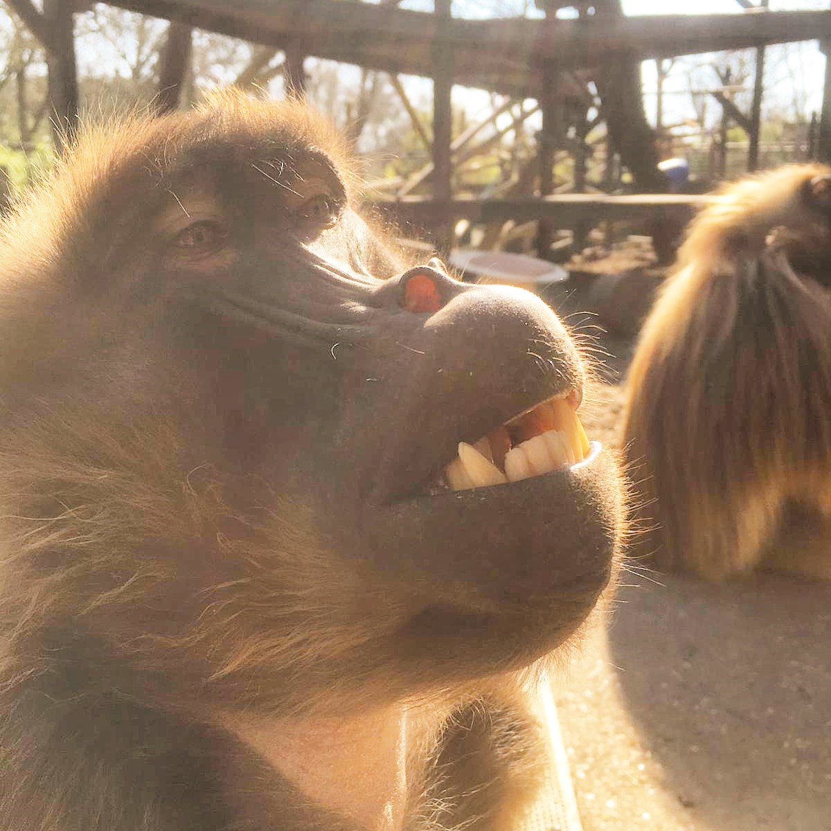ColchesterZoo's tweet photo. Join us LIVE at 12.30pm on Facebook to hear from our Gelada keeper Ang, and learn more about this amazing primate! #JoinUsLive #FacebookLive #GettingToKnowThem #BringingTheZooToYou https://t.co/g07cHhgKfM