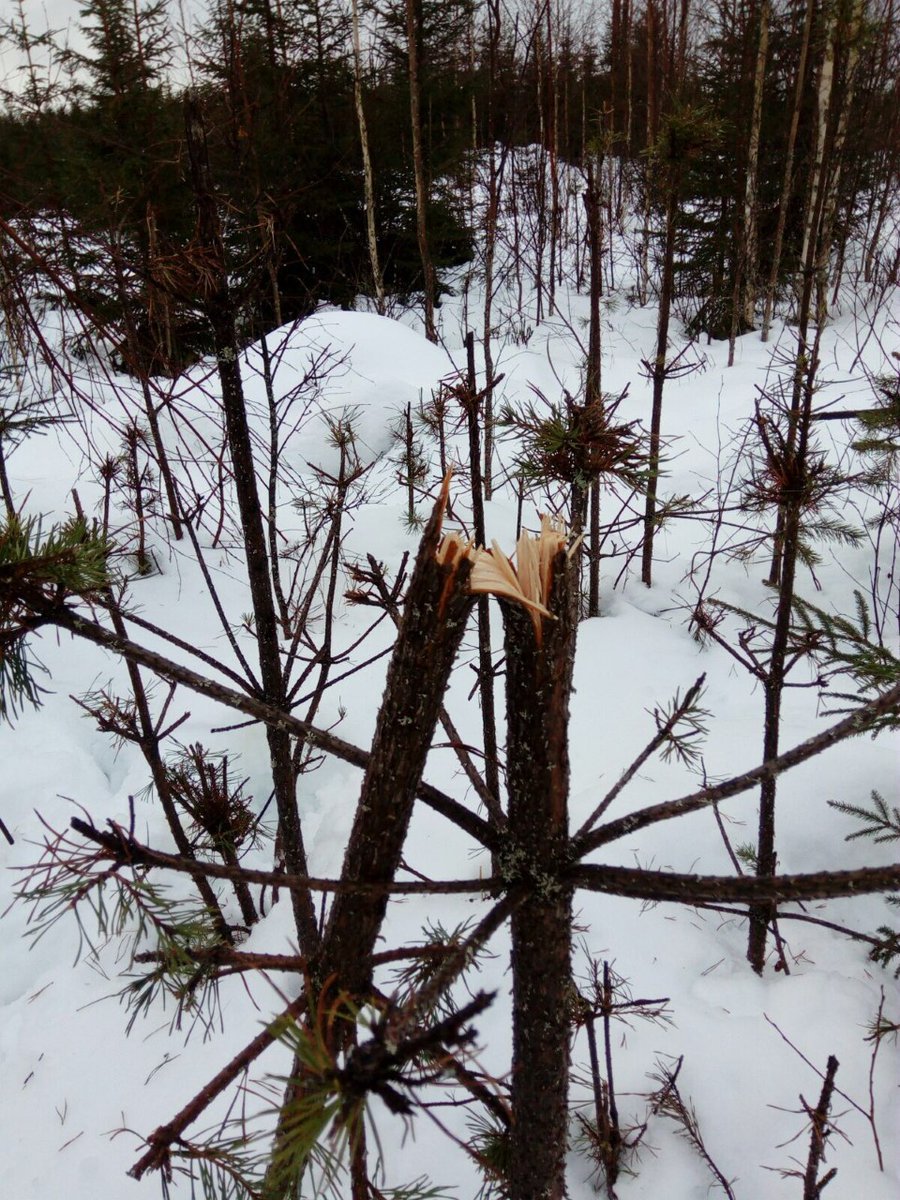 Hirviet aiheuttavat metsätaloudelle tuhoa 50 milj.€/v. Metsänomistajat saavat korvauksia 1,4 milj. €/v. Maa- ja metsätalousministeri @JariLeppa kertoo, että muutoksia metsästykseen voi olla tulossa. @metsalehti 6/2020. #hirvituho #hirvi #kuusettuminen extra.epaper.fi/lehti/metsaleh…