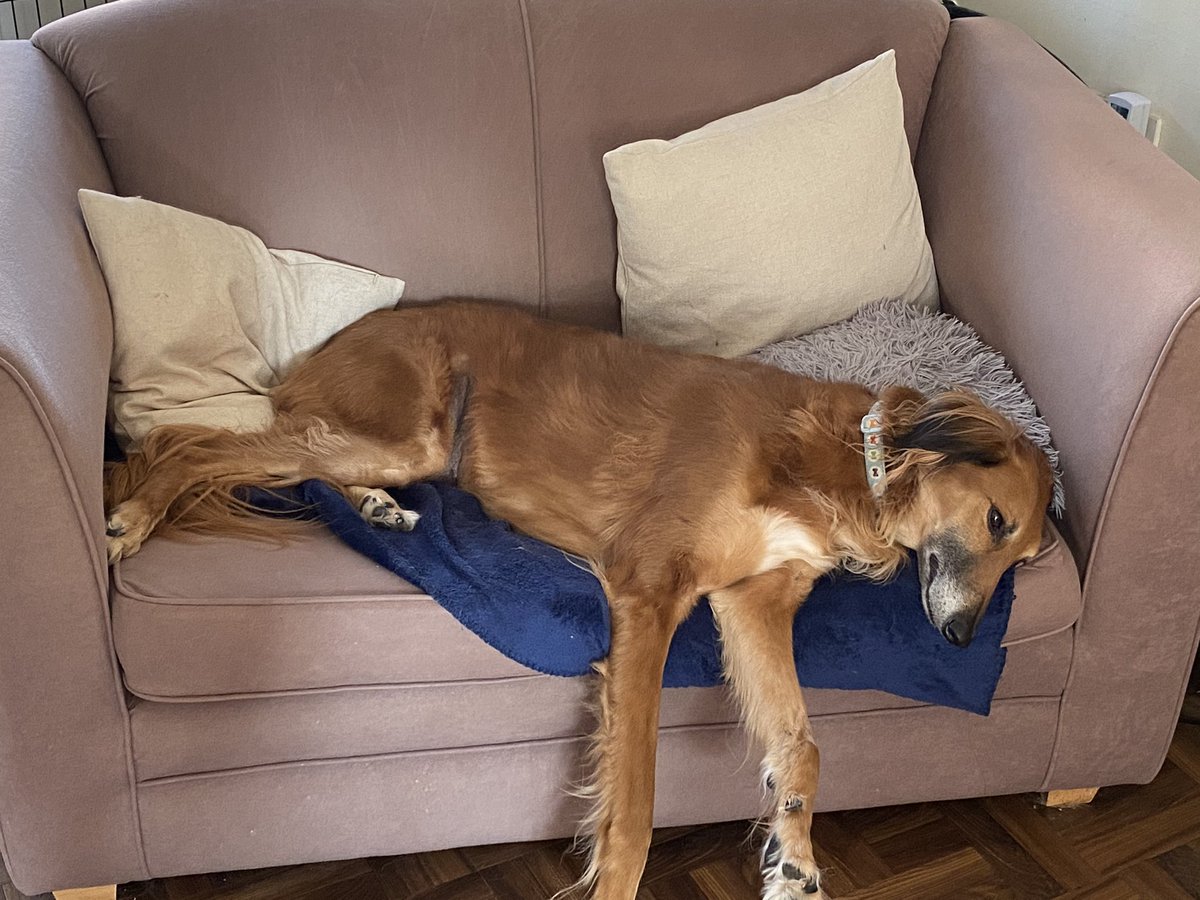 DbxUK's tweet photo. The office assistant is hard at work...! Happy Friday (or at least we think it is Friday) folks! #databasix #CoronaLockdown #FridayFeeling https://t.co/hCu9qrN46B