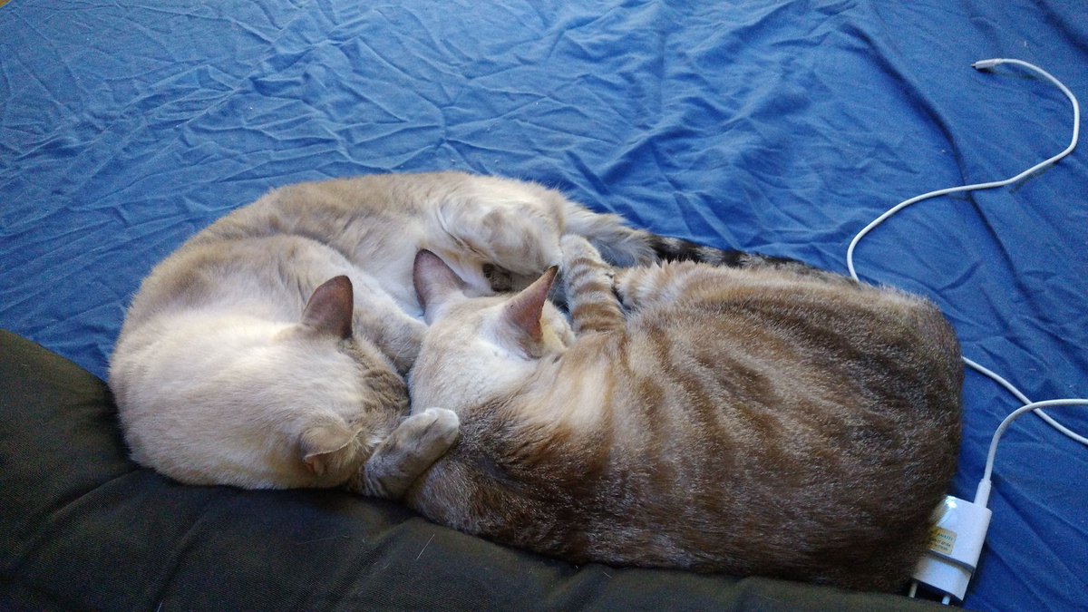 Vanebach's tweet photo. @juuuuIli Muitos gatinhos gêmeos dos meus gêmeos. ❤️❤️❤️ #gatoawards https://t.co/HeTFSXeo5g