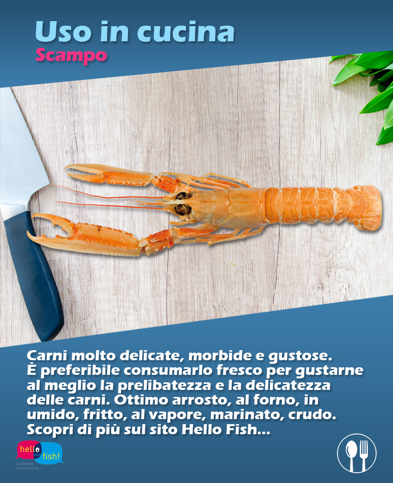 HelloFish_info's tweet photo. #INCUCINA
Lo #Scampo è un crostaceo pregiato, molto apprezzato dai consumatori. Le sue carni sono molto delicate, morbide e gustose.
Scopri la nostra #ricetta: Scampi e asparagi in padella
https://t.co/byxVlyLTOj https://t.co/n5tw72Vhcw