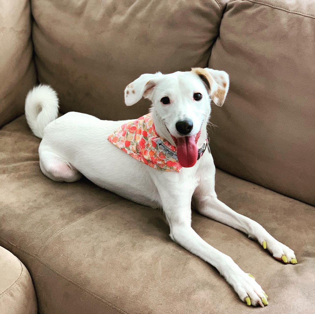 vanemullet's tweet photo. CUARENTENA - Día 12: ¡Me encanta mi bandana nueva! ¡Gracias Titi Kiara! 🦴🐾🐶
Bandana: Pet Collection PR
#quédateencasa #quedateencasa #quedateentucasa #cachorro #perros #puppy #dog #pet #chiot #chien #sato #mutt #petadoption #prdog #adoptdontshop #dogrescue https://t.co/iItaDezsmz