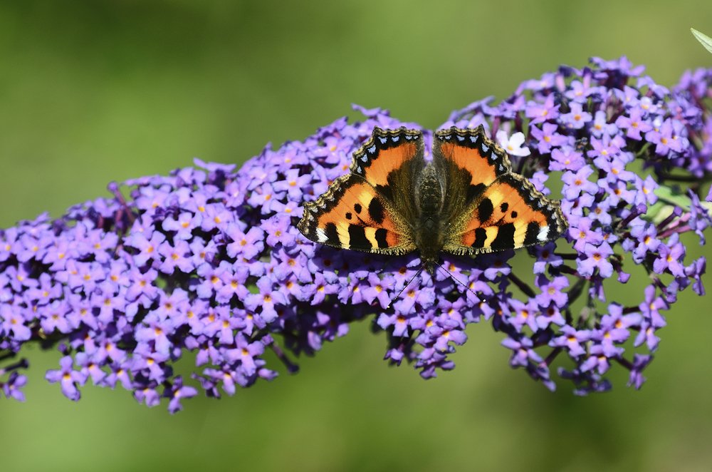 TEGmagazine's tweet photo. The Wildlife Trusts and RHS are asking gardeners to pledge an area of their outdoor space for butterflies.           https://t.co/Mgjan179B8

#Wildlife #gardening https://t.co/siJCyL1x63