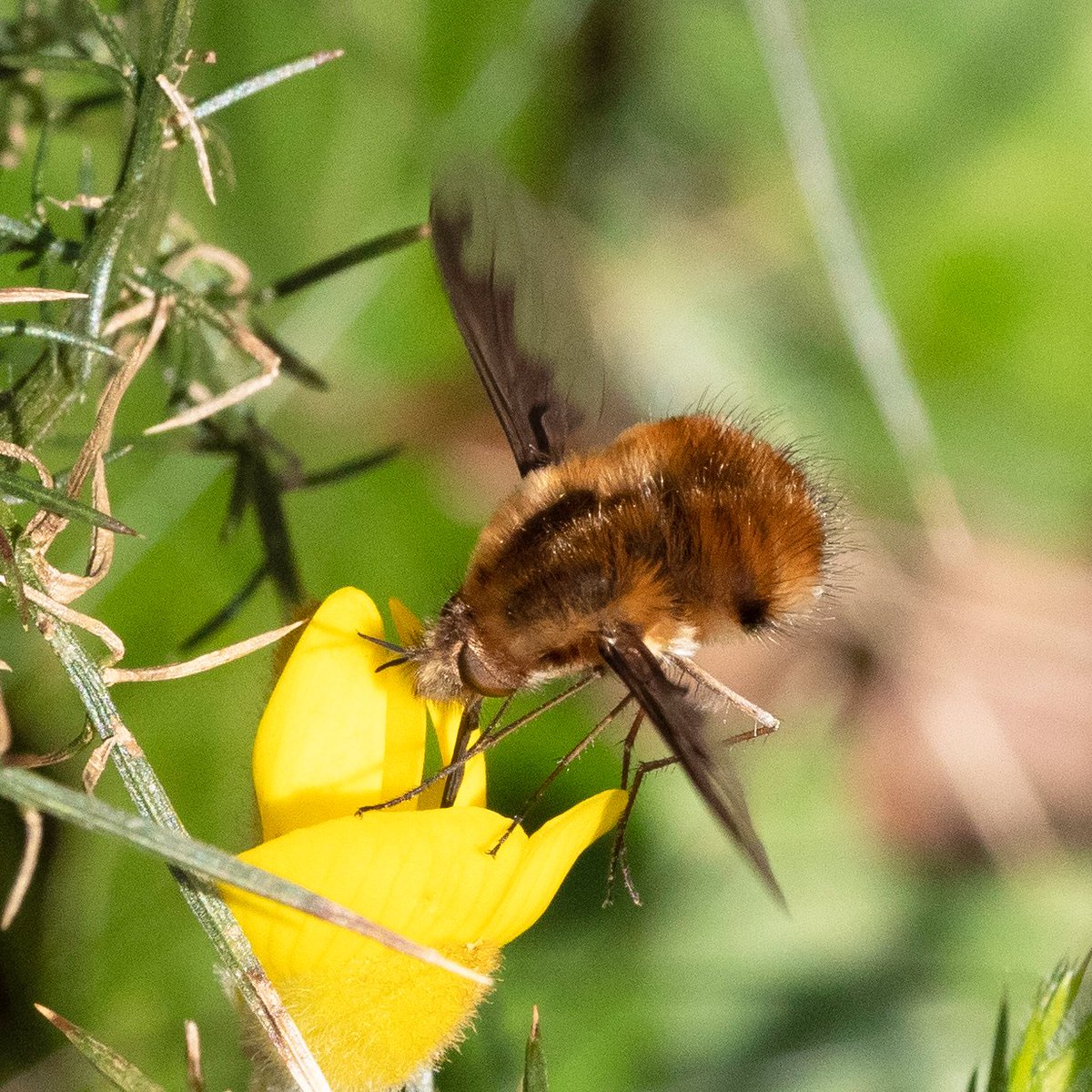 A bonus sighting on yesterday's exercise walk on  #ChislehurstCommons  <a href="/ChisCommons/">Chislehurst Commons</a> ... Dark-edged Bee-fly Bombylius major #BeeFlyWatch @SoldierfliesRS