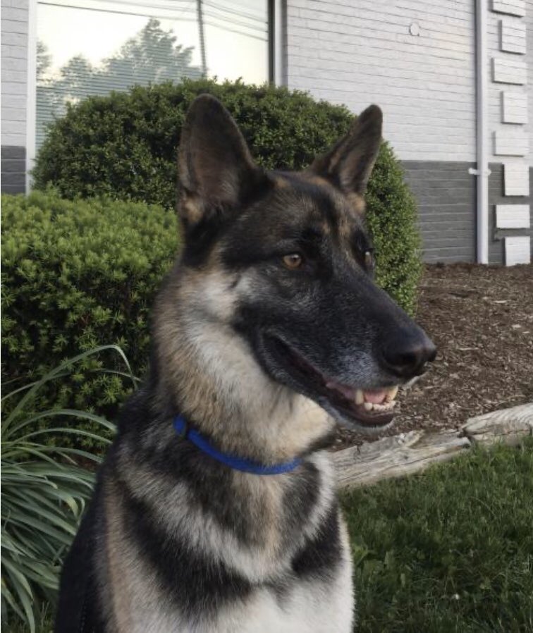 AllShepherdResq's tweet photo. Help Zeke find a Loving home @SamLitzinger @MarkSagarin @PetValuUS @AshiaReiki @OffTheLeashFP @MillieOTLFP @AdoptaPetcom @The_Animal_Team @Nightowl400 @EMluvsPibbles @irishfox1949 #GermanSh https://t.co/zvQ44MiHzc
