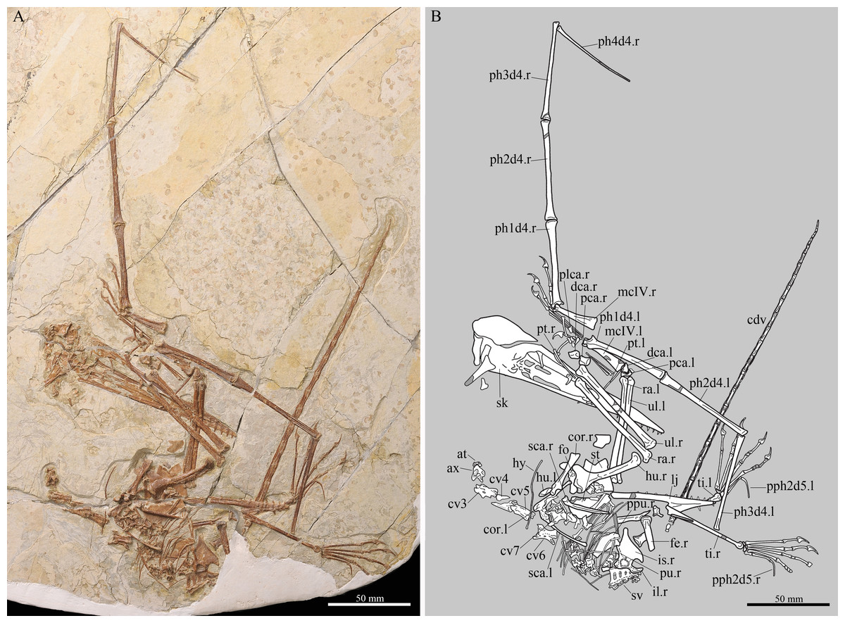  #Pterosaur of the day K: Kungpenopterus. Lived 154 Ma in central China. Belongs to a special group of pterosaurs that possess both basal and derived characteristics (e.g. the tail and head resp.) showing evidence of modular evolution  #FossilFriday (Cheng et al. 2013) 1/3