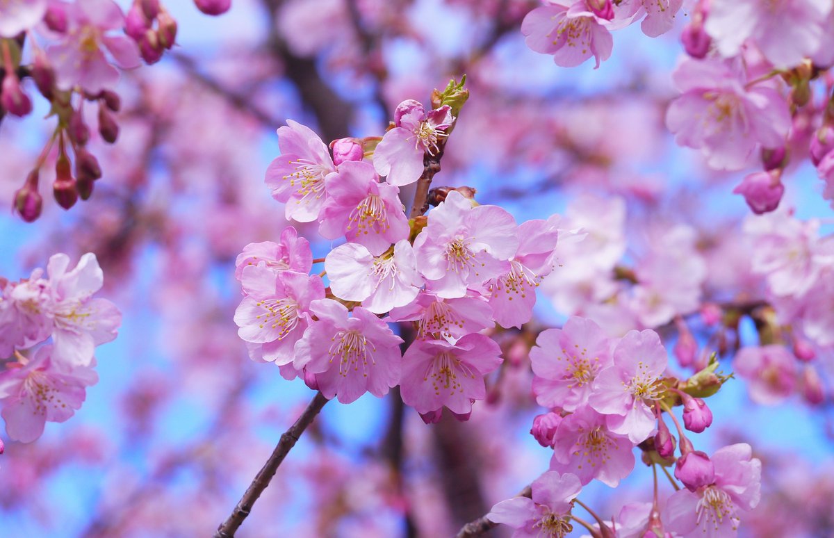 GilbertWhites's tweet photo. #OTD April 1st 1794
Blossom blows on fruit trees, Timothy stirs. On this day I finished the manuscript of The Naturist History of Selborne. We have had very pleasant weather. https://t.co/MT4Rb2S0N3