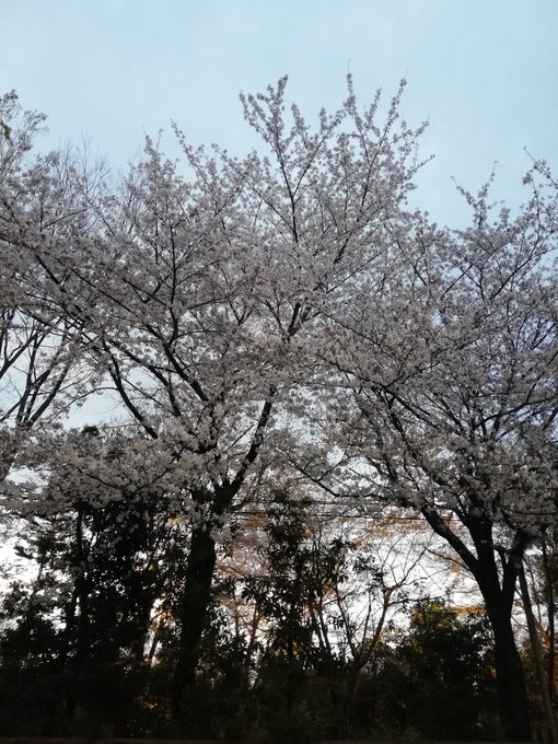 Twitterのコスプレ画像41