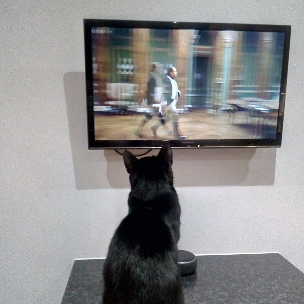 paopincerna's tweet photo. Cat likes history programs, was scowled at when I changed the channel #pincerna #catsofinstagram #witchescat #blackcat #perfumery #catlife #cattv #cattvtime https://t.co/QOO1OuYnUC