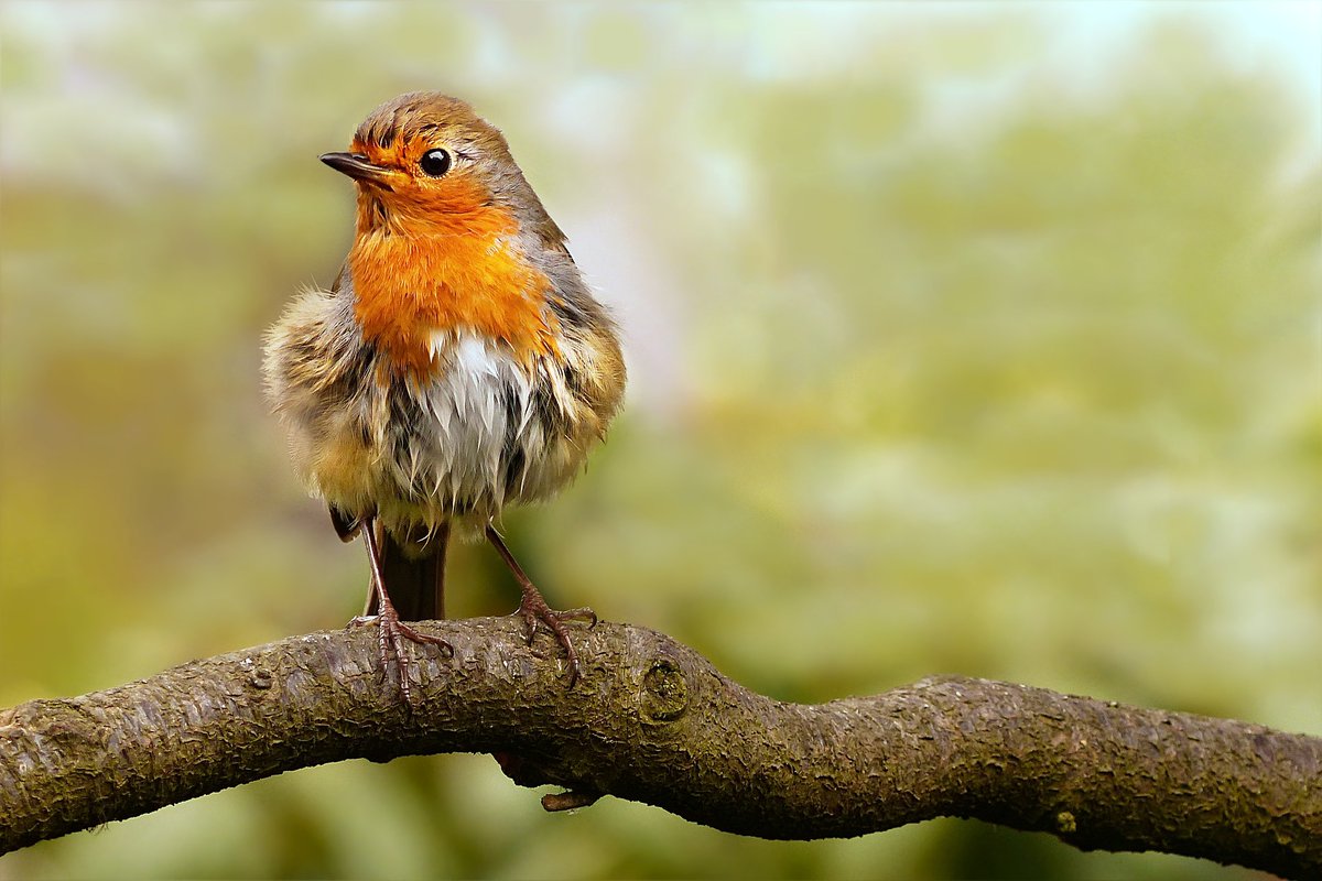 sdalywriter's tweet photo. #Ireland's #songbirds, which include the robins, wrens, finches, crows, sparrows, and many more, likely originated in the Southern Hemisphere, their earliest #fossil found in #Queensland in #Australia: Read more here:
https://t.co/Gkkdk7mkCX

#theevolutionofireland #stephendaly https://t.co/KpC12HQ2tL