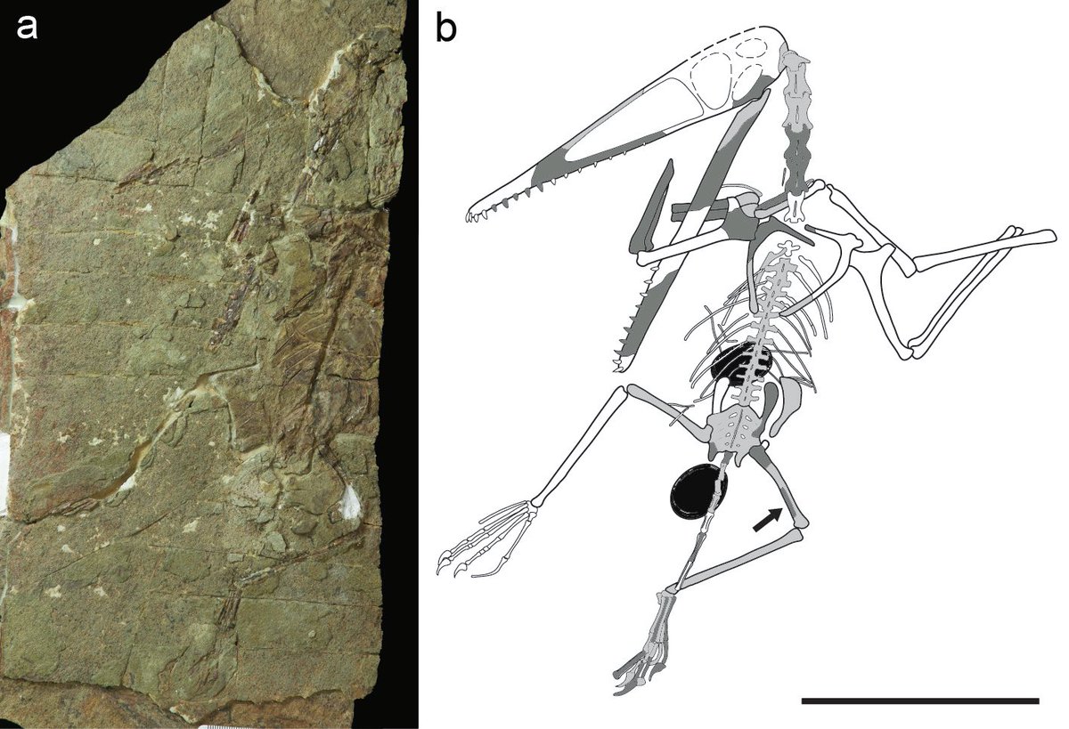 What's more, a crestless Kungpenopterus was found with two unlaid preserved eggs (black circles). Not only did this show that only males possessed crests, but that this pterosaur did NOT reproduce like birds, who only lay one egg at a time (Wang et al. 2015)  #FossilFriday 2/3
