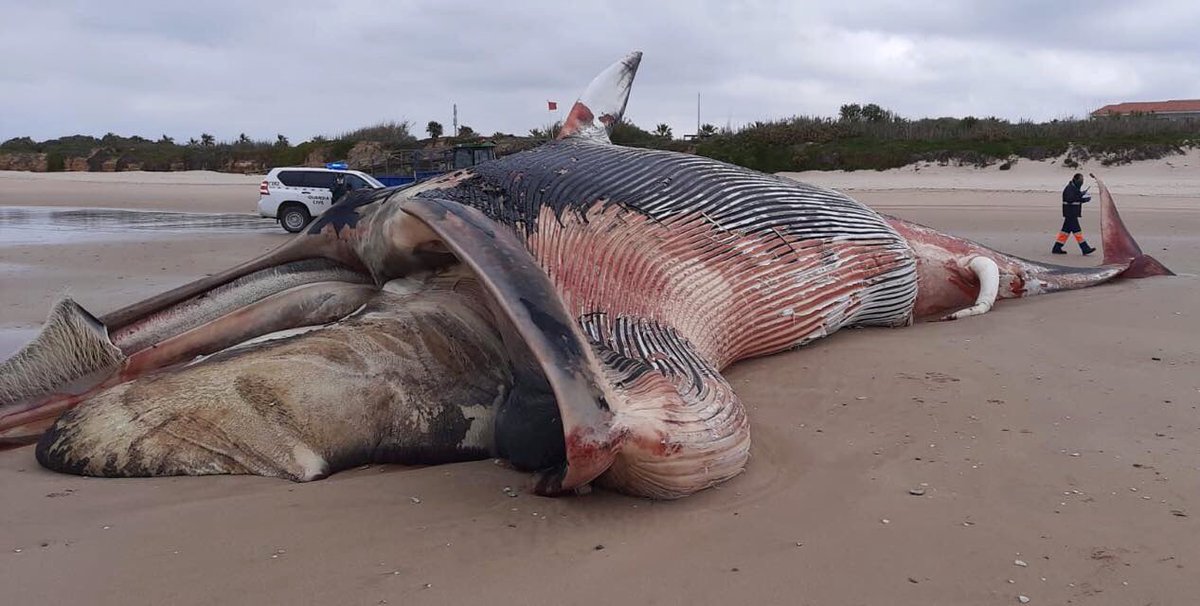 AlbumGasp's tweet photo. Sale una Ballena Grande Muerta en el término de CHIPIONA ( 27/3/2020 Las tres Piedras ). Fotos Antiguas y Curiosas de Chipiona en Facebook. https://t.co/aWsDgwgPwc