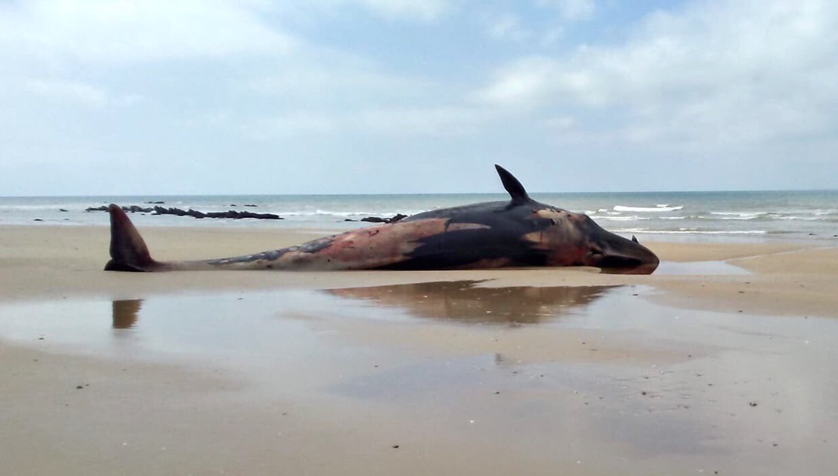 AlbumGasp's tweet photo. Sale una Ballena Grande Muerta en el término de CHIPIONA ( 27/3/2020 Las tres Piedras ). Fotos Antiguas y Curiosas de Chipiona en Facebook. https://t.co/aWsDgwgPwc