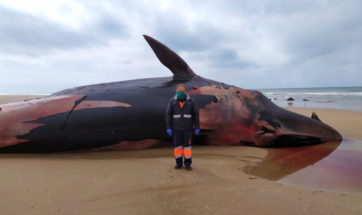 AlbumGasp's tweet photo. Sale una Ballena Grande Muerta en el término de CHIPIONA ( 27/3/2020 Las tres Piedras ). Fotos Antiguas y Curiosas de Chipiona en Facebook. https://t.co/aWsDgwgPwc