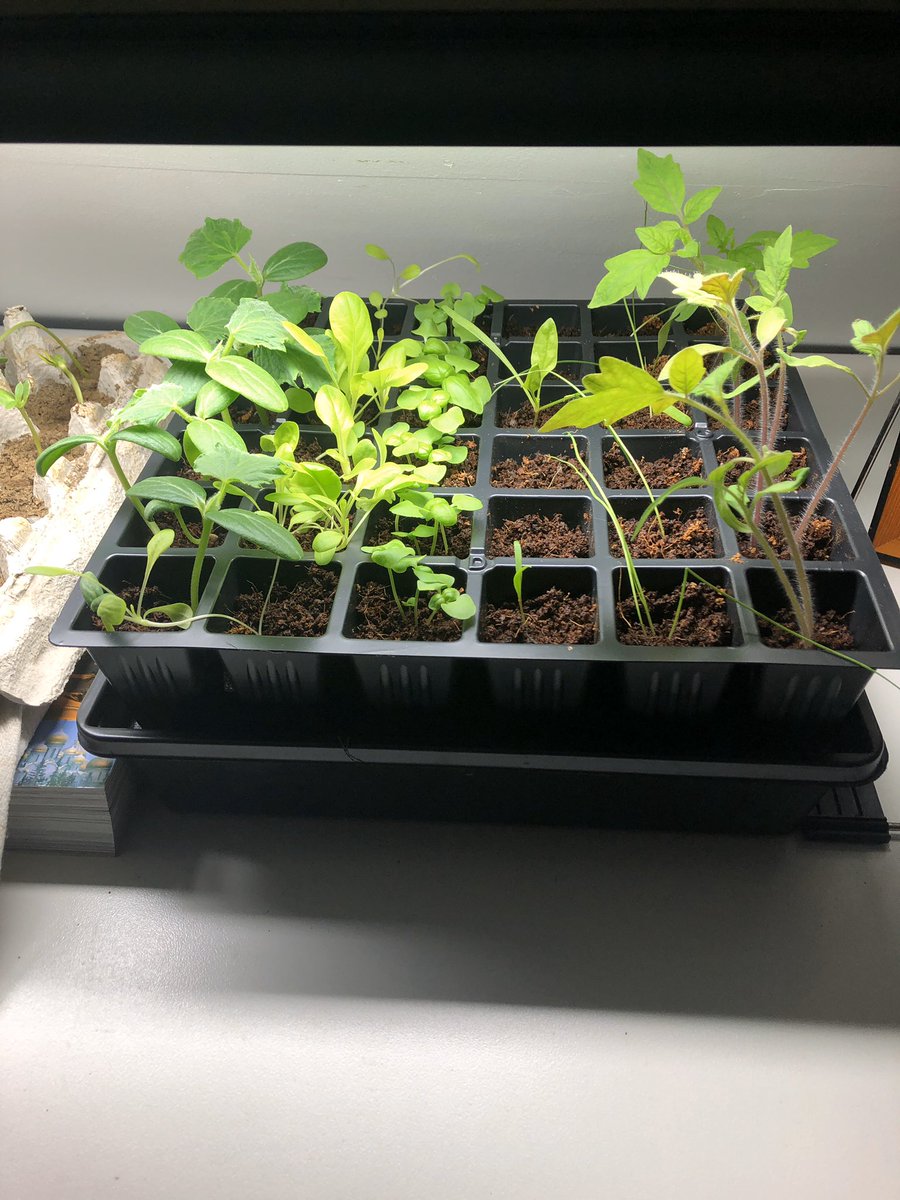 MMcCabe31's tweet photo. @techgirlkris I’m growing seedlings too! 😁 https://t.co/2gOWMMeoVz