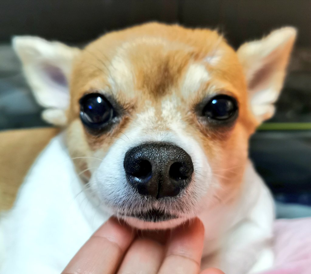 🐾ตี้แก้มตุ้ย✨รีพินให้ตี้!! tweet media