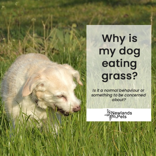 NewlandsPets's tweet photo. Imagine you are taking your dog out for a walk in the park under the sunny weather, but then at one point you see your buddy eating the grass.

Is it a normal behaviour or something to be concerned about?

Take a look at this blog and find out!

https://t.co/KyAUUe6RiM https://t.co/7PgdrnW4c9