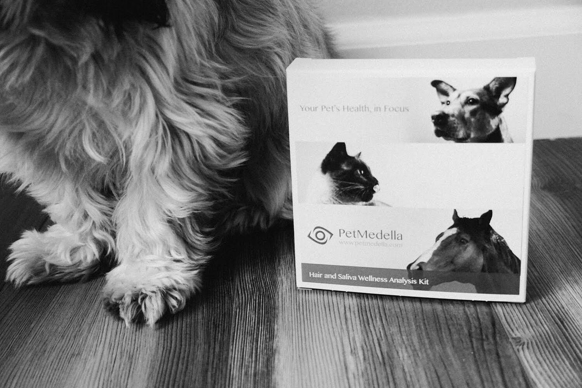 petmedella's tweet photo. Our pet’s health is often a mystery when they cannot tell us how they feel. Bioenergetic Testing allows to take an internal and noninvasive peek inside! To order a test go to https://t.co/qto8PYnvql
.M
#petmedella #pethealth #paws #balancedhealth #doglovers #catlovers #homehealth https://t.co/USZp74C5w7