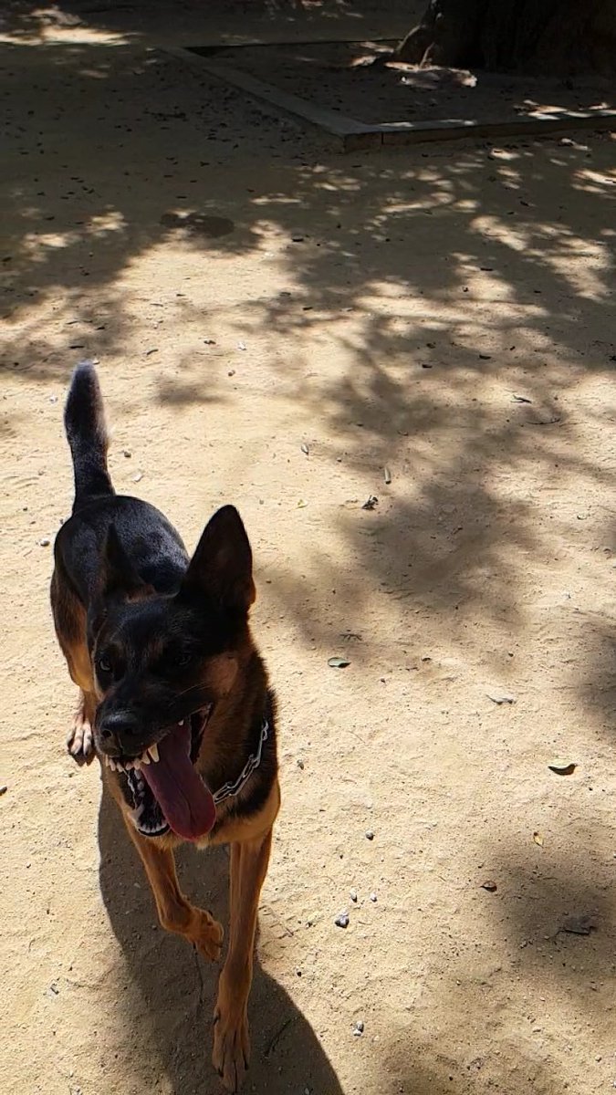 Jag_TROuLLette's tweet photo. #felizviernes 
#HappyFriday
#happyday 

#dogstagram  #adiestramientocanino  #adiestradorcaninocadiz #lopecan #doglover #dogtraining #k9training #crazymalinois #obedienciacanina #soliazacioncanina #cadiz  #workingmalinois #dogagilitytraining #dogagility #ipodog #ringfrances #ipo https://t.co/63zWkEDTlo