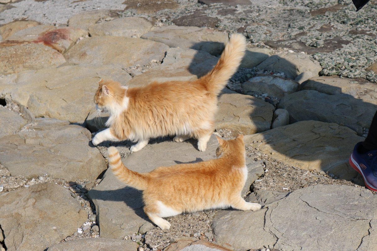 猫の島 青島 ジュリーちゃん３月２４日 その５ 首の下の白い毛がきれいな猫です モフモフの尻尾が特徴です 時々 ダスキン尻尾という人がいます ダスキン尻尾