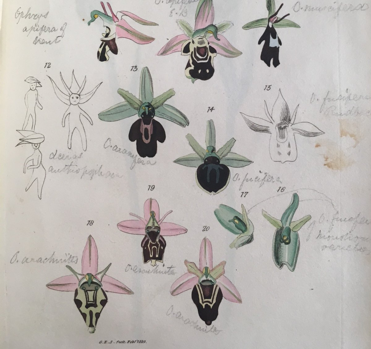 RHSLibraries's tweet photo. The Dance of the Man Orchid. This cheerful little scene from A catalogue of rare or remarkable phaenogamous plants, includes what looks to be a botanical boogie performed by an Orchis anthropophora [1829, 581.9 (4B) KEN]. #TuesdayCheer #DancingFlowers #orchids https://t.co/SIfOOXLMOV
